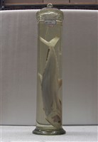 藏品(藍點馬鮫)的圖片